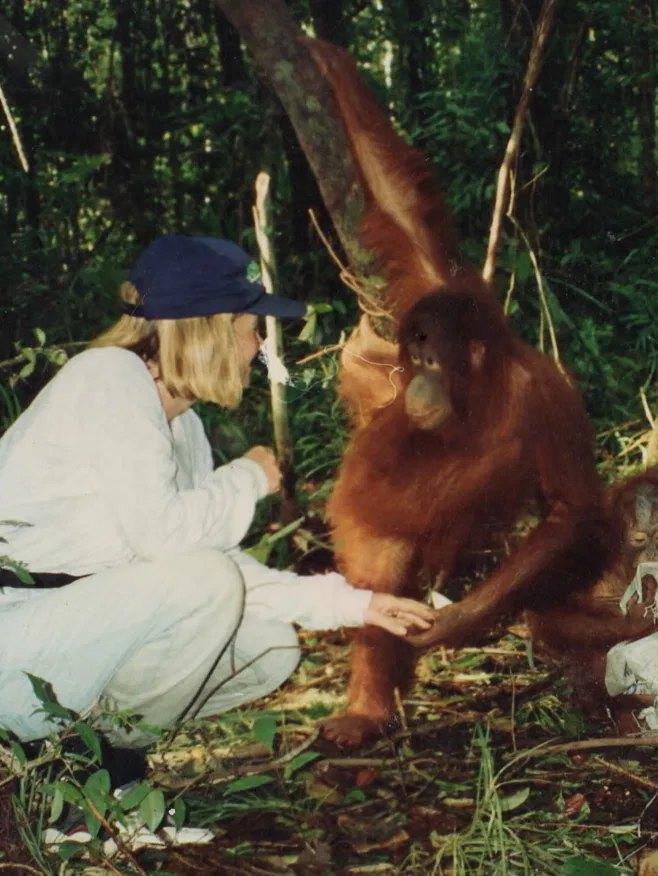 Orangutan rehabilitation field work in Borneo, 1992